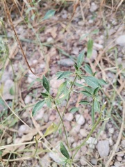 Ditaxis serrata