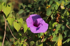 Ipomoea pedicellaris