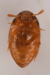 Lederia arctica