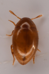Lederia arctica