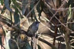 Pachycephala olivacea