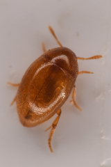 Lederia arctica