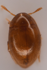 Lederia arctica