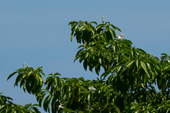 Tabernaemontana litoralis