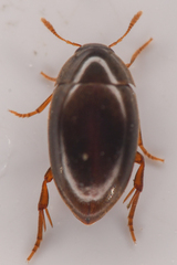 Lederia arctica