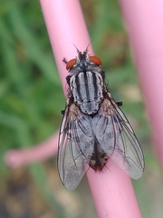 Oxysarcodexia varia