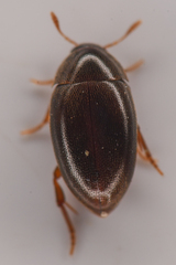 Lederia arctica