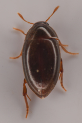 Lederia arctica