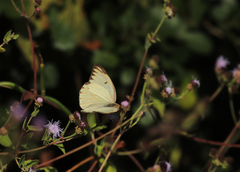 Ascia monuste monuste