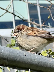 Passer domesticus