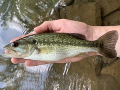 Micropterus punctulatus