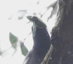 Coracina novaehollandiae