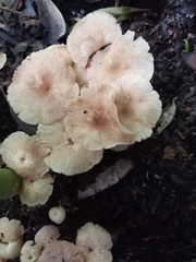 Collybia eucalyptorum