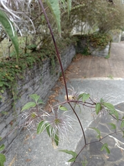 Clematis lasiandra