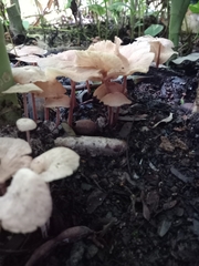 Collybia eucalyptorum