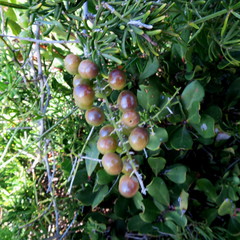 Asparagus densiflorus