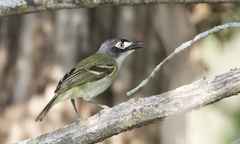 Vireo atricapilla