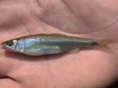 Cyprinella spiloptera