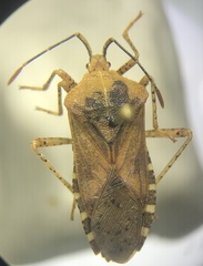 Anasa repetita