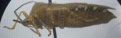 Anasa repetita