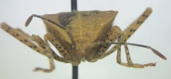 Anasa repetita