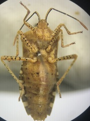 Anasa repetita