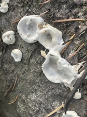 Kretzschmaria deusta