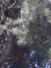 Pinus