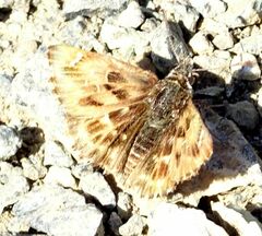 Carcharodus