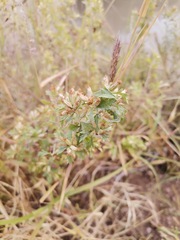Brickellia laciniata