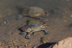 Callinectes arcuatus