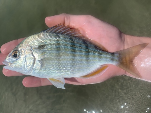 Pinfish