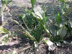 Echinodorus subalatus