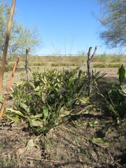 Echinodorus subalatus