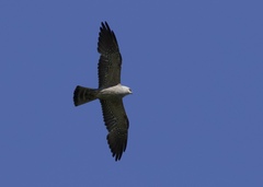 Ictinia mississippiensis