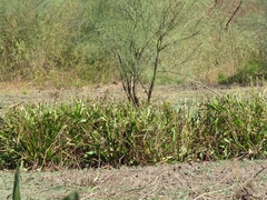 Echinodorus subalatus