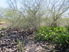 Echinodorus subalatus