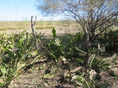 Echinodorus subalatus