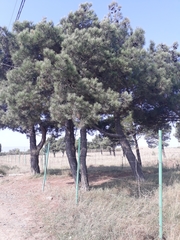 Pinus