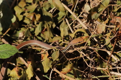 Masticophis bilineatus