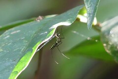 Armigeres subalbatus