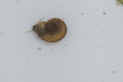 Planorbidae