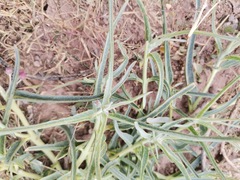 Asclepias brachystephana