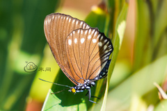 Euripus nyctelius
