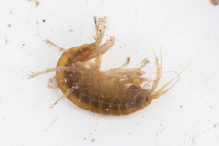 Gammarus lacustris