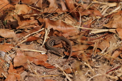 Aspidoscelis costatus