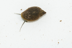 Physa