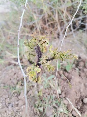 Solanum citrullifolium