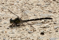 Hemigomphus theischingeri