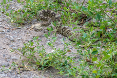 Crotalus ornatus